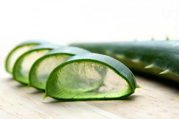 aloe vera faydaları