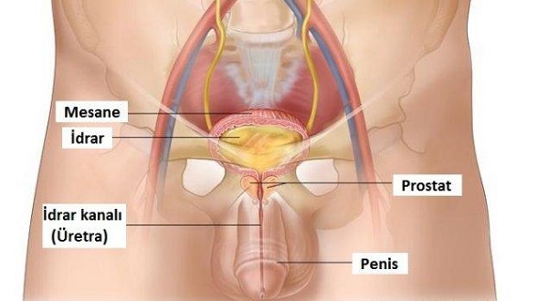 testis tramvası